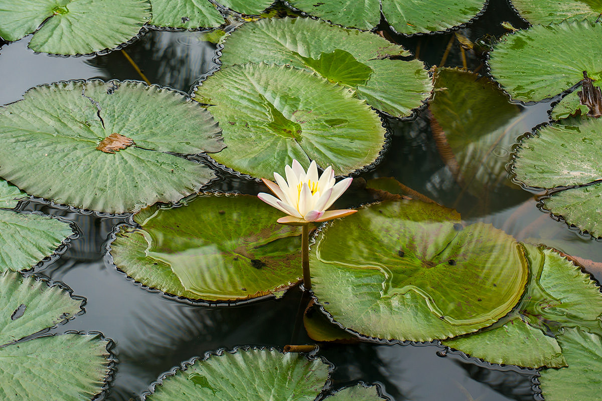 Lotus Flower