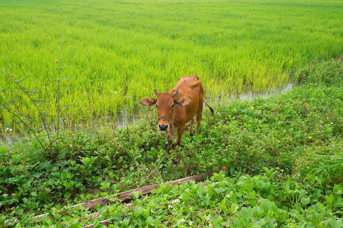 Vietnam Cow