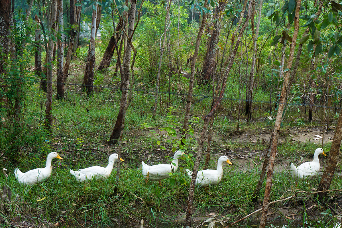 Ducks in a Row in Vietnam