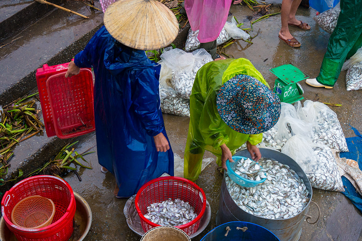 Fish Market Washing Fish