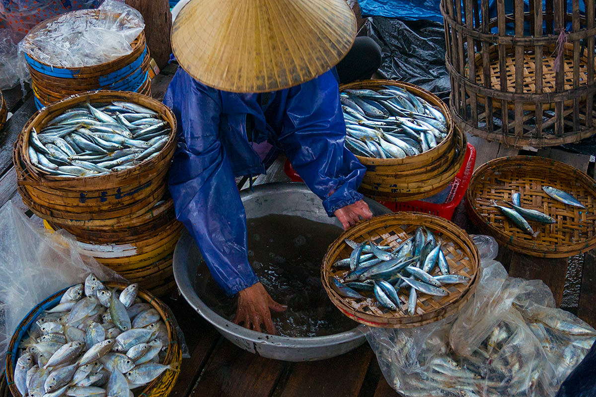 Fish Washing in Hoi An, Vietnam