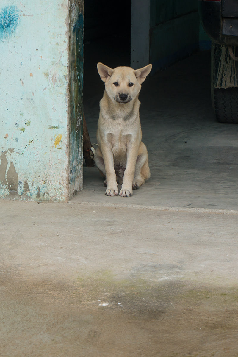 Puppy in Hoi An, Vietnam