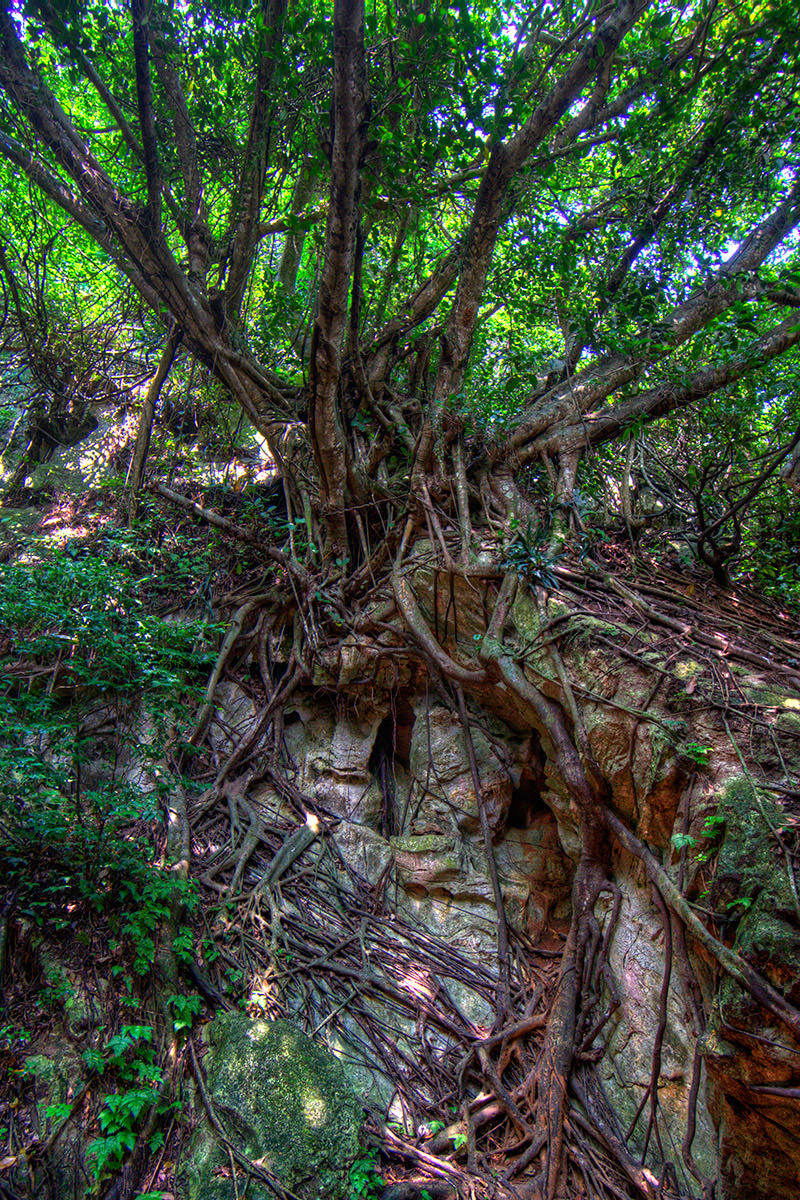 Marble Mountain Tree