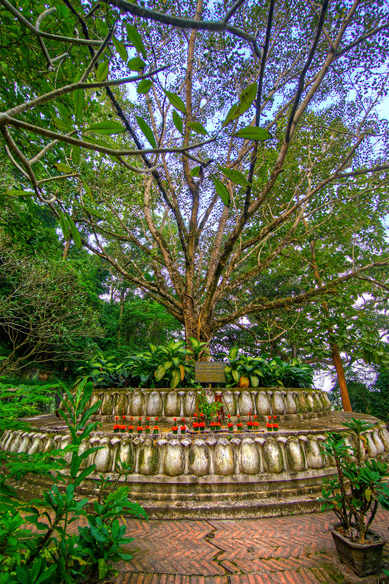 Tree Offering