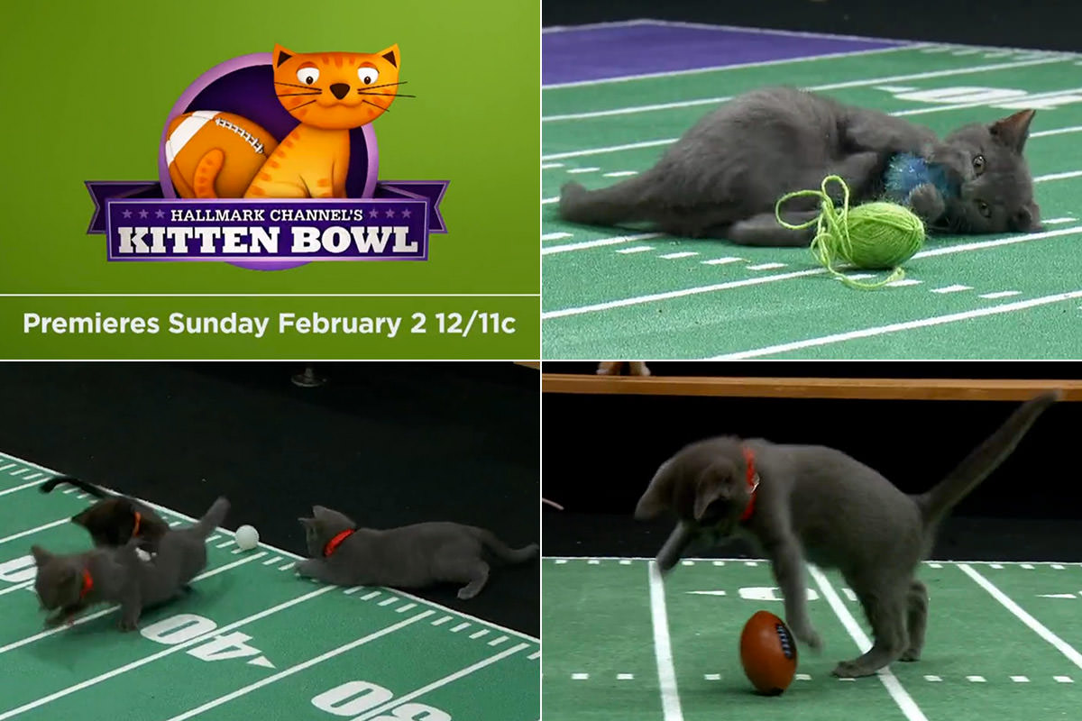 Kitteh Bowl at the Kitten Bowl!