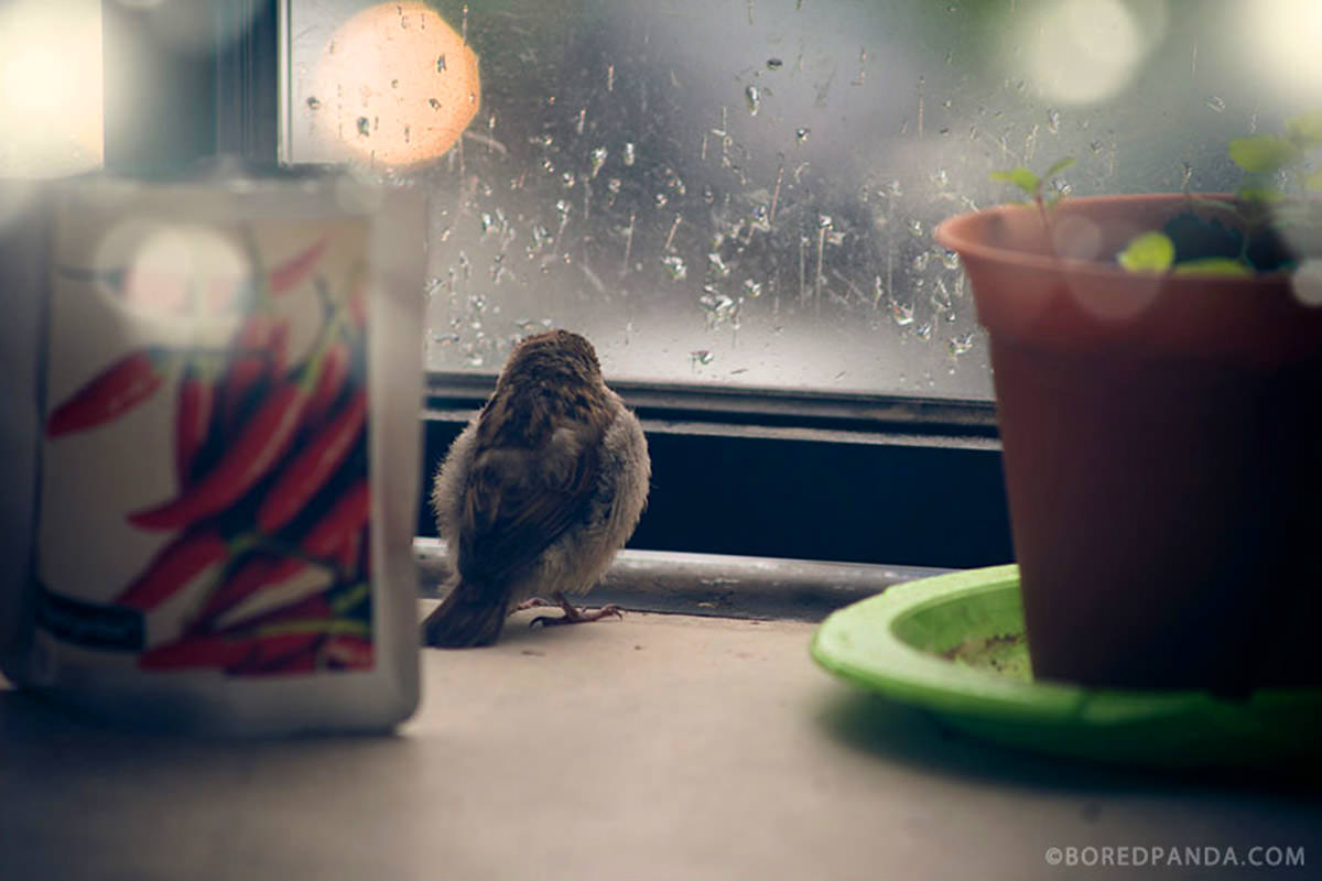 Bored Panda Bird Waits by a Window