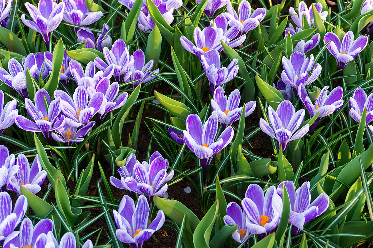 The Keukenhof