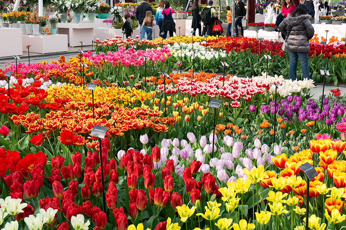 The Keukenhof