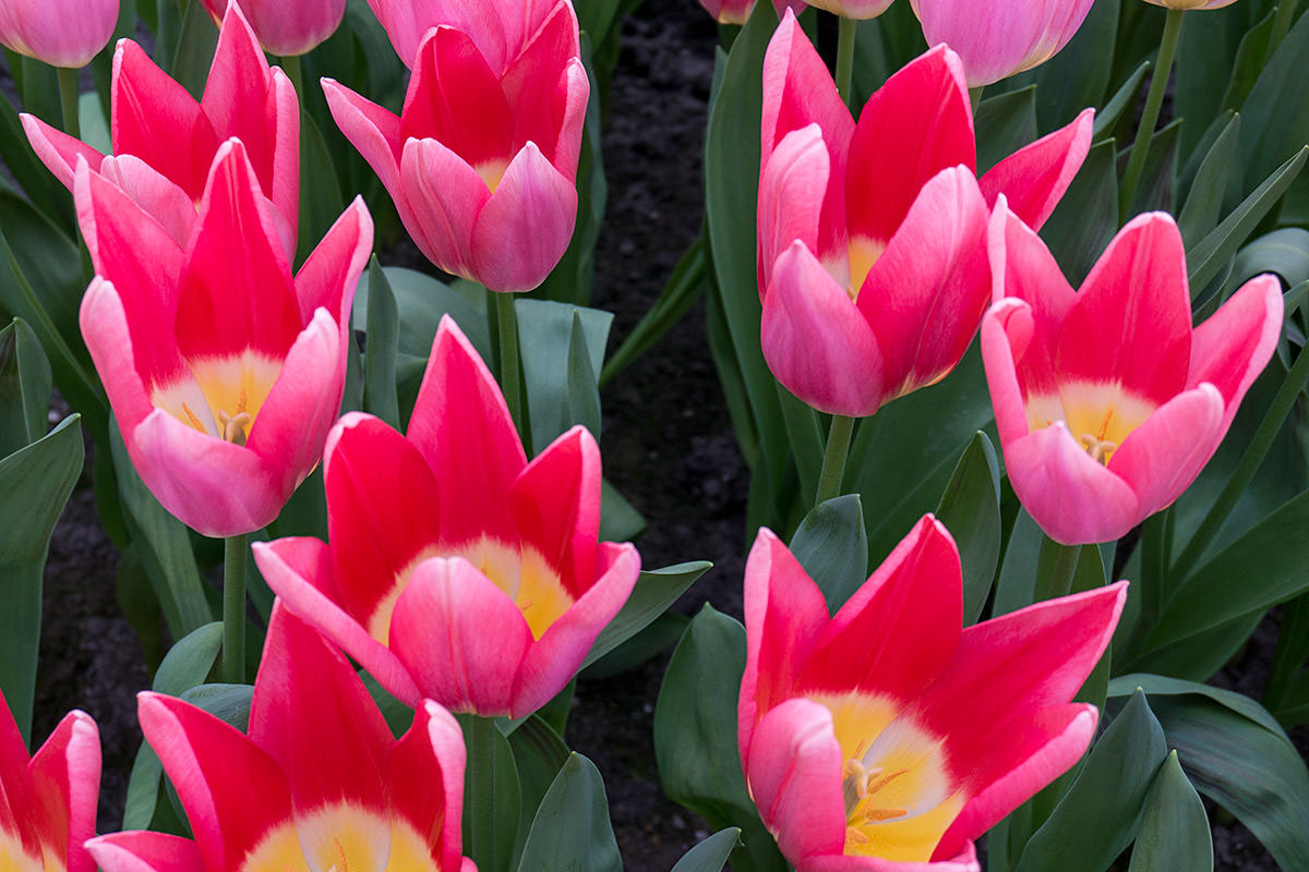 The Keukenhof