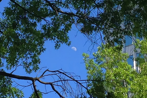 Moon Through the Trees