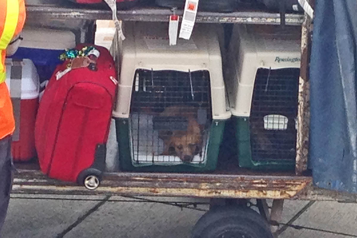 Puppy as Luggage