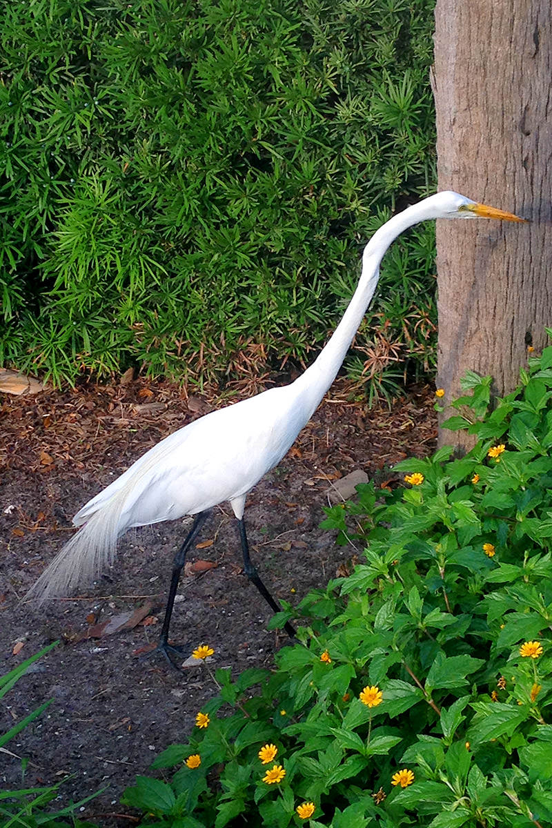 St. Pete Bird