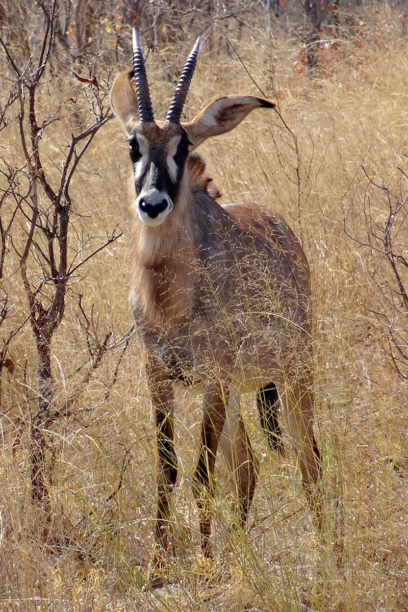 Hwange Antelope