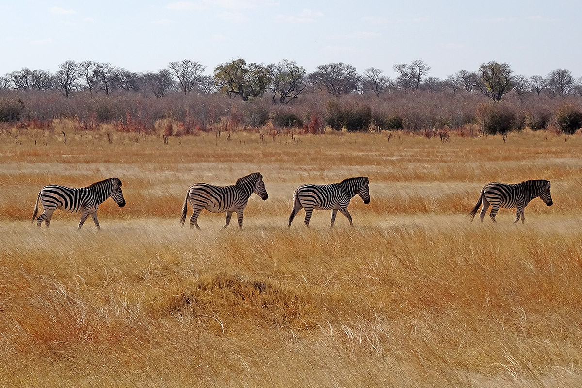 Hwange Zebra