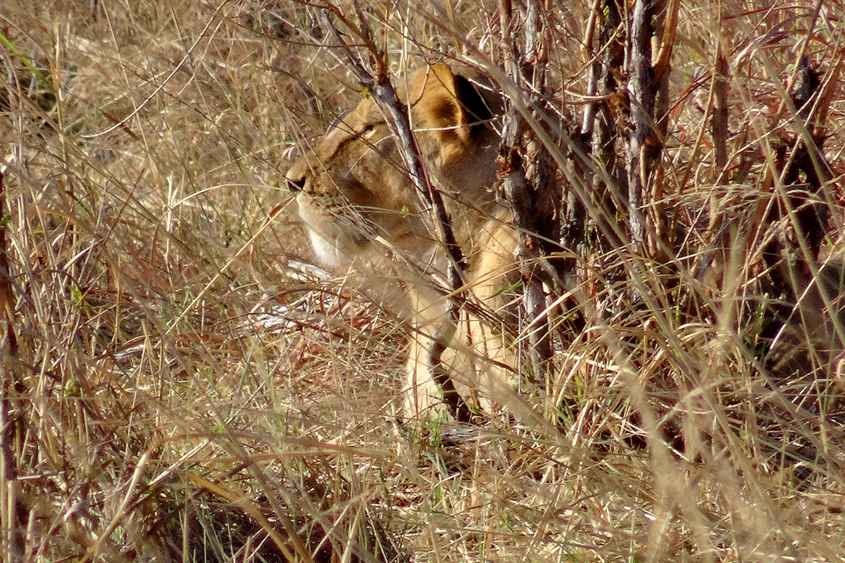 Hwange Lion