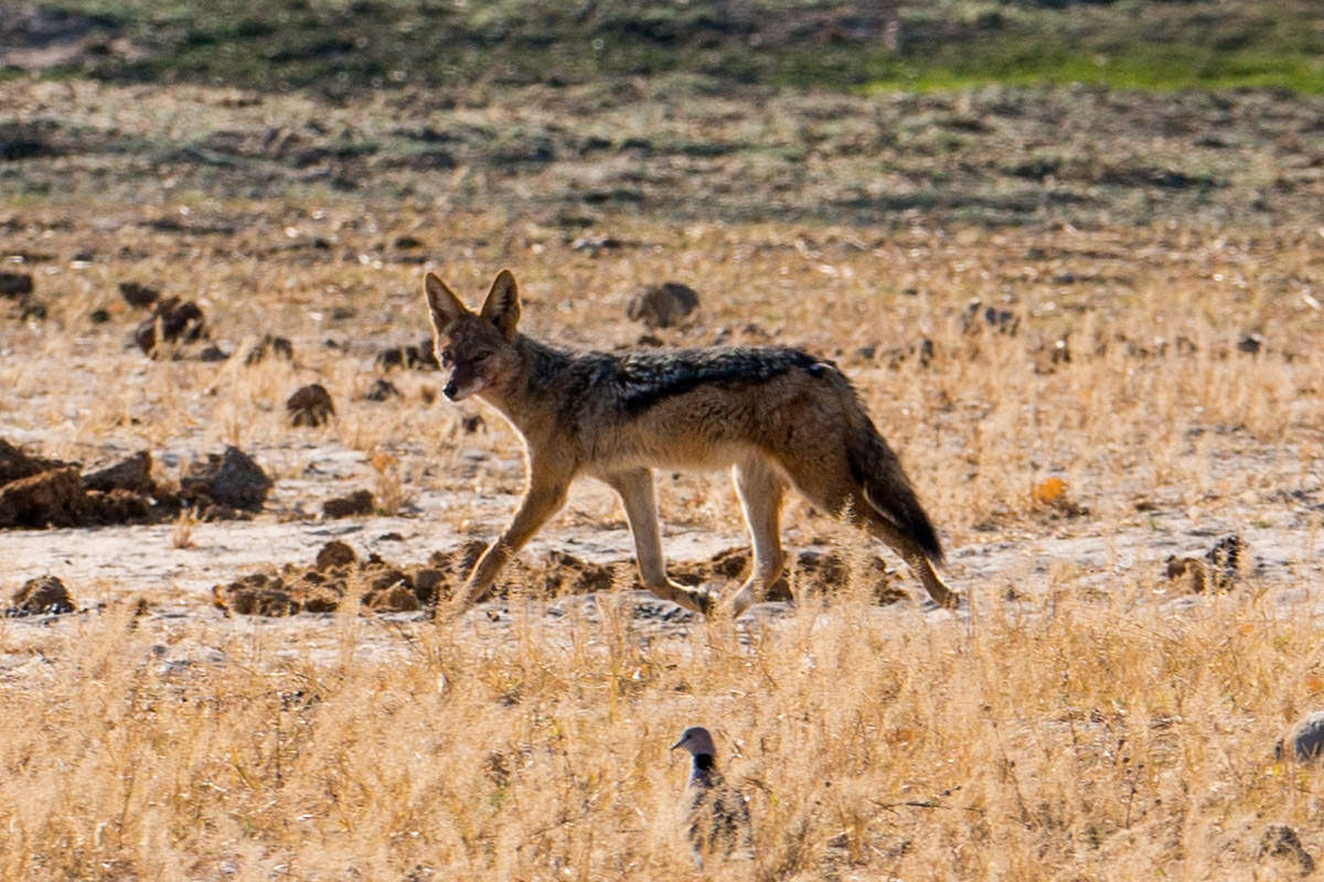 Hwange Black-Backed Jackal