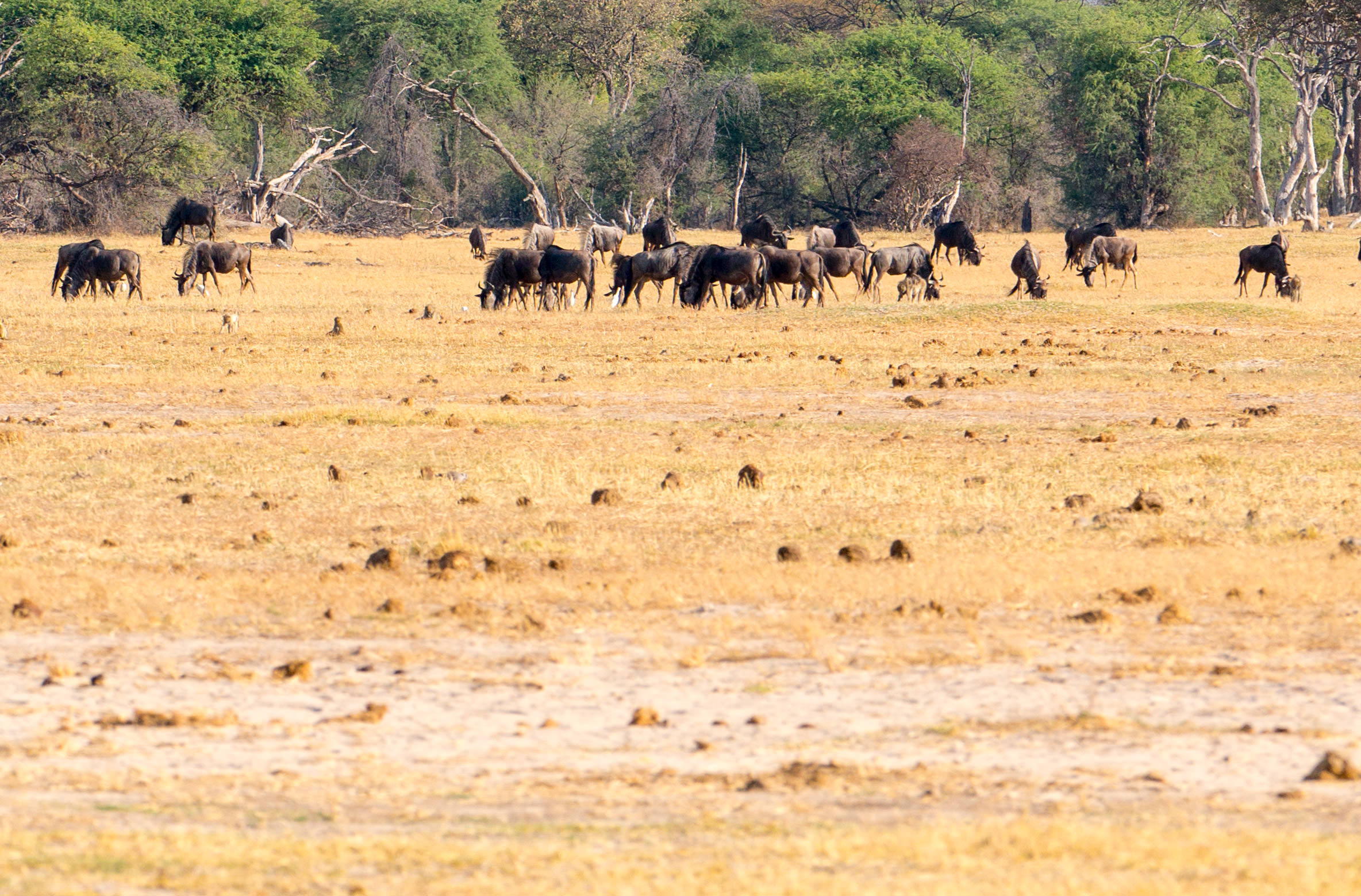 Hwange Plains