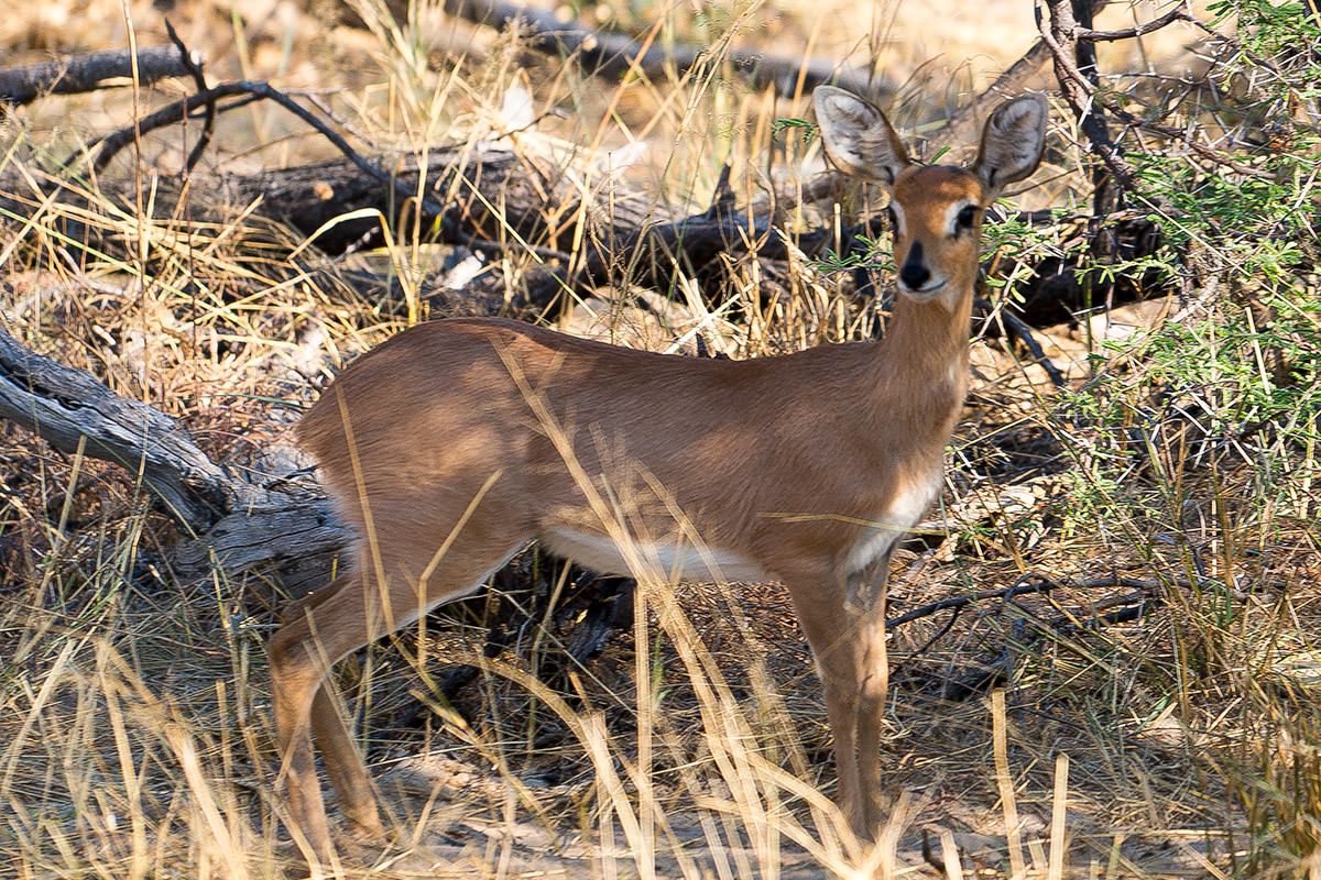 Hwange Animals