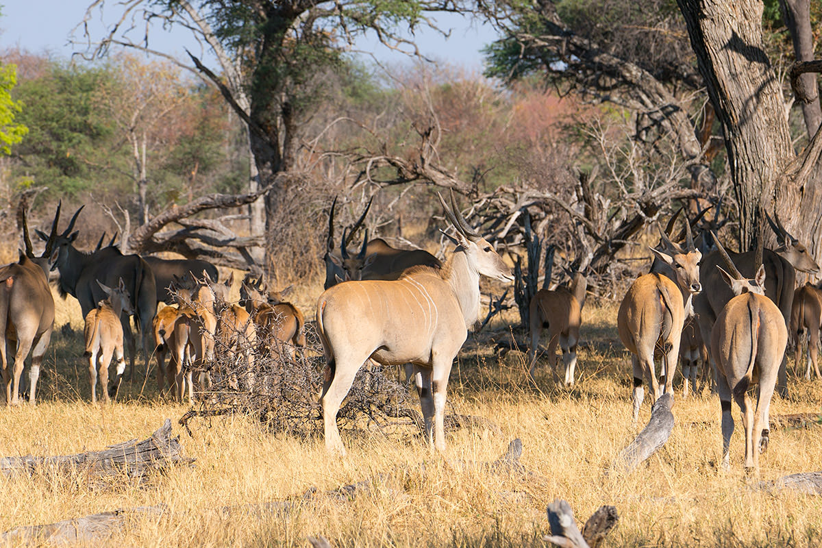 Hwange Animals