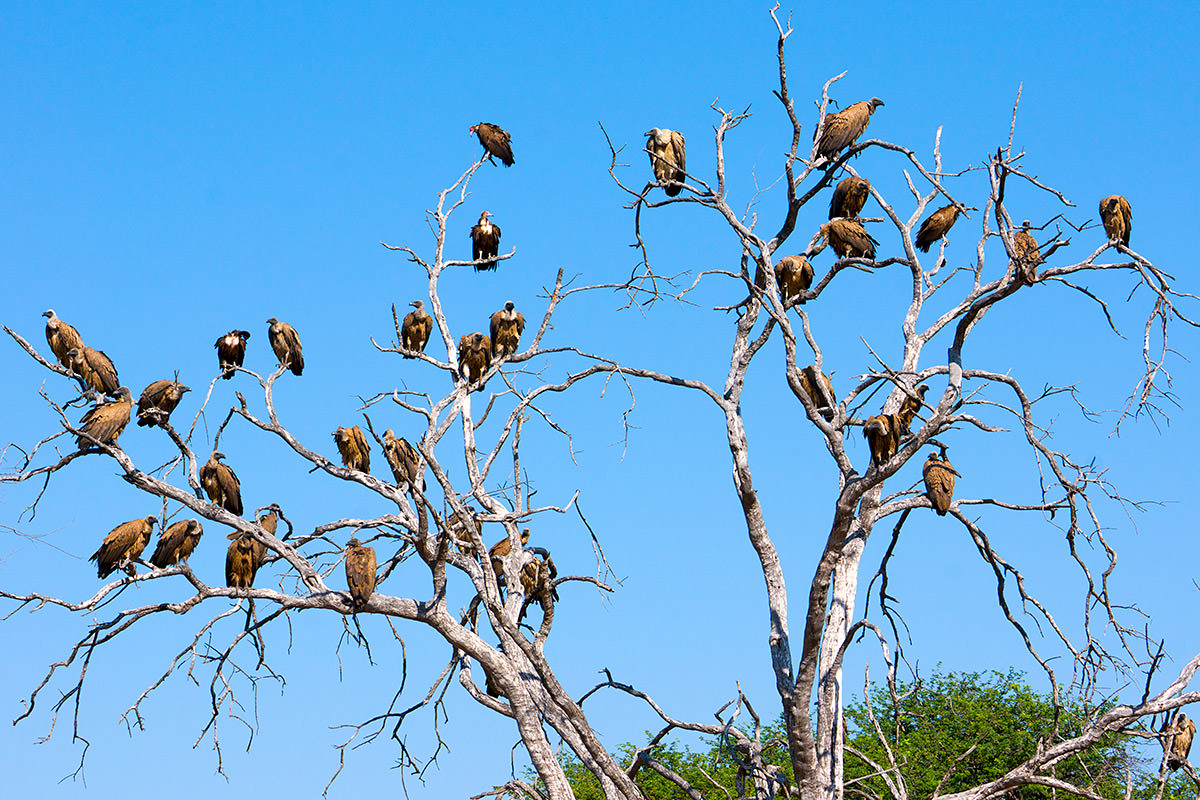 Hwange Vultures