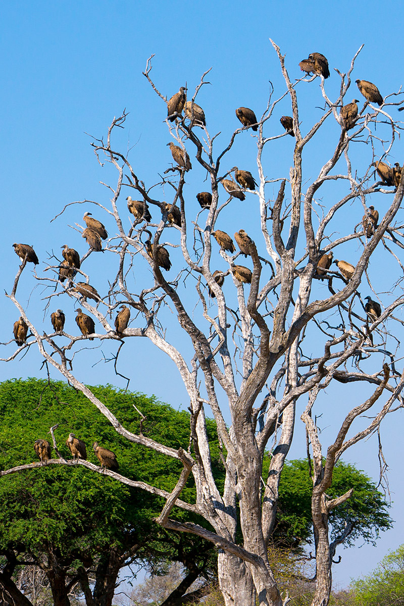 Hwange Vultures