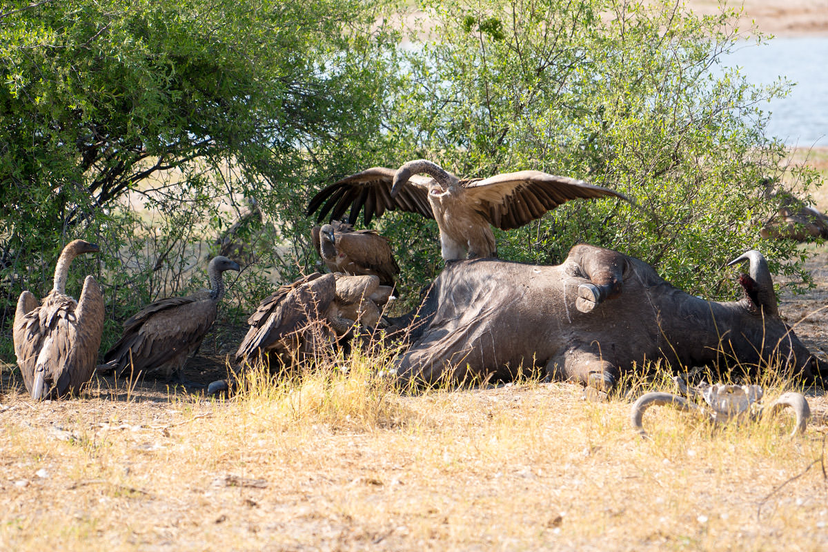 Hwange Vultures on a Water Buffalo