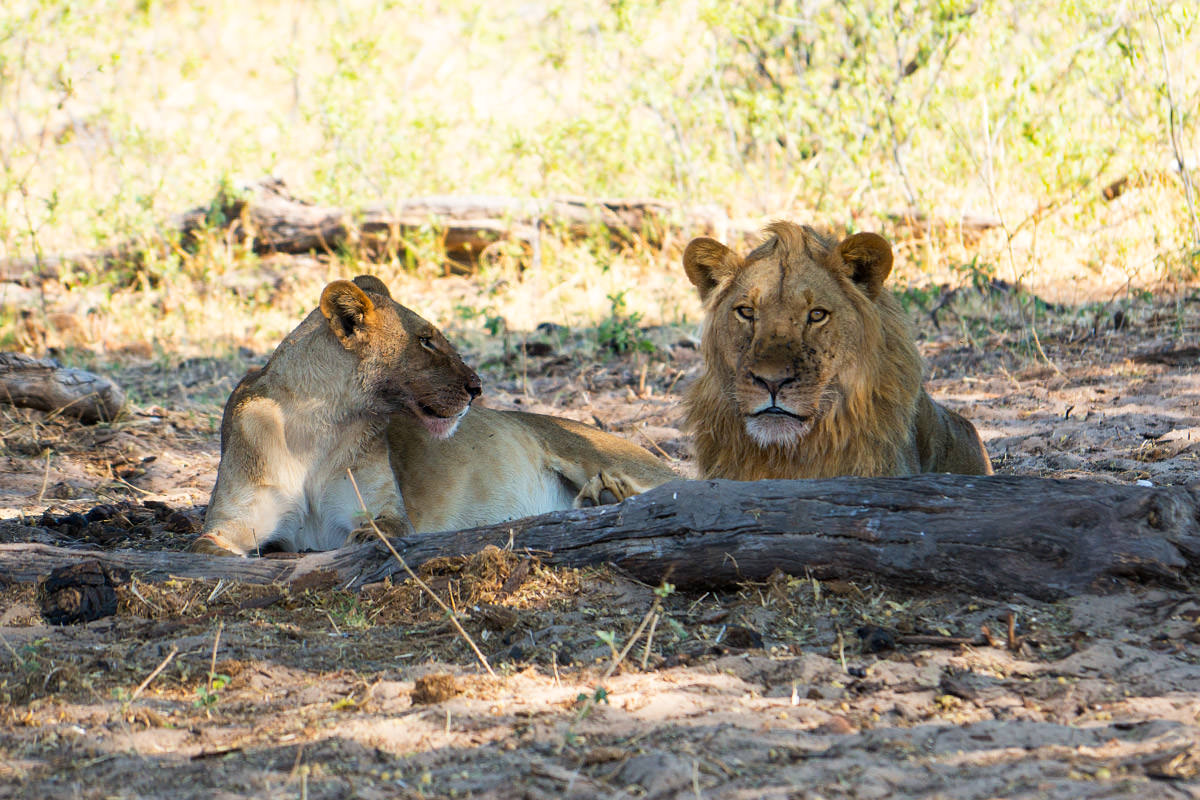 Hwange Lions