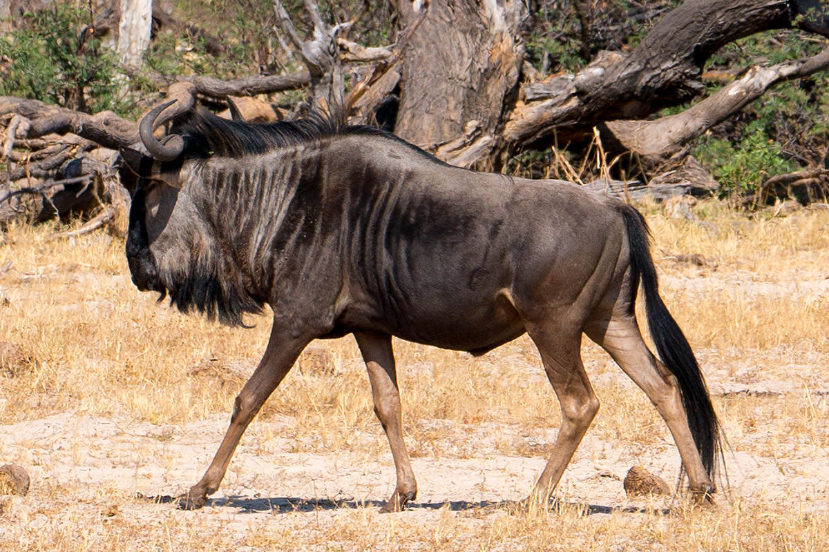 Hwange Giraffe