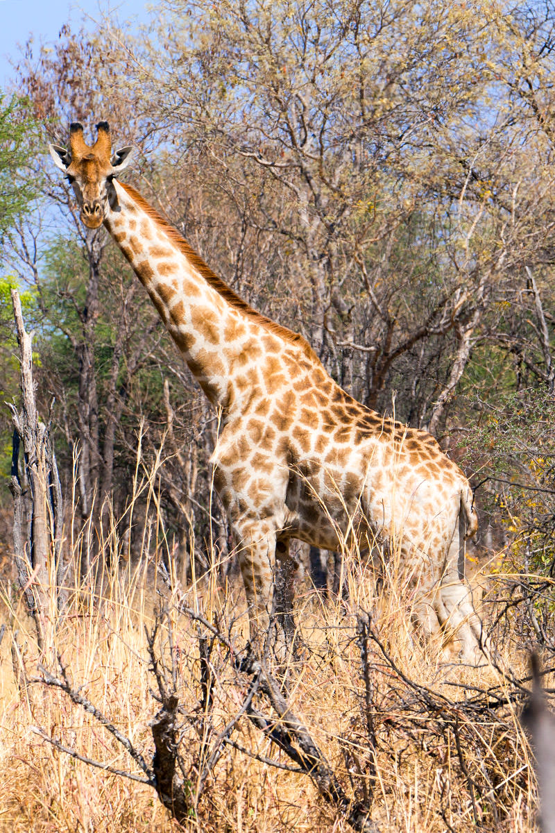 Hwange Giraffe
