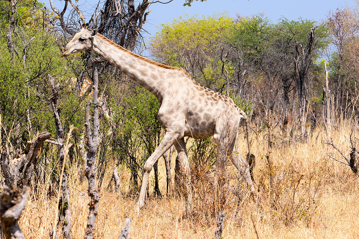 Hwange Giraffe