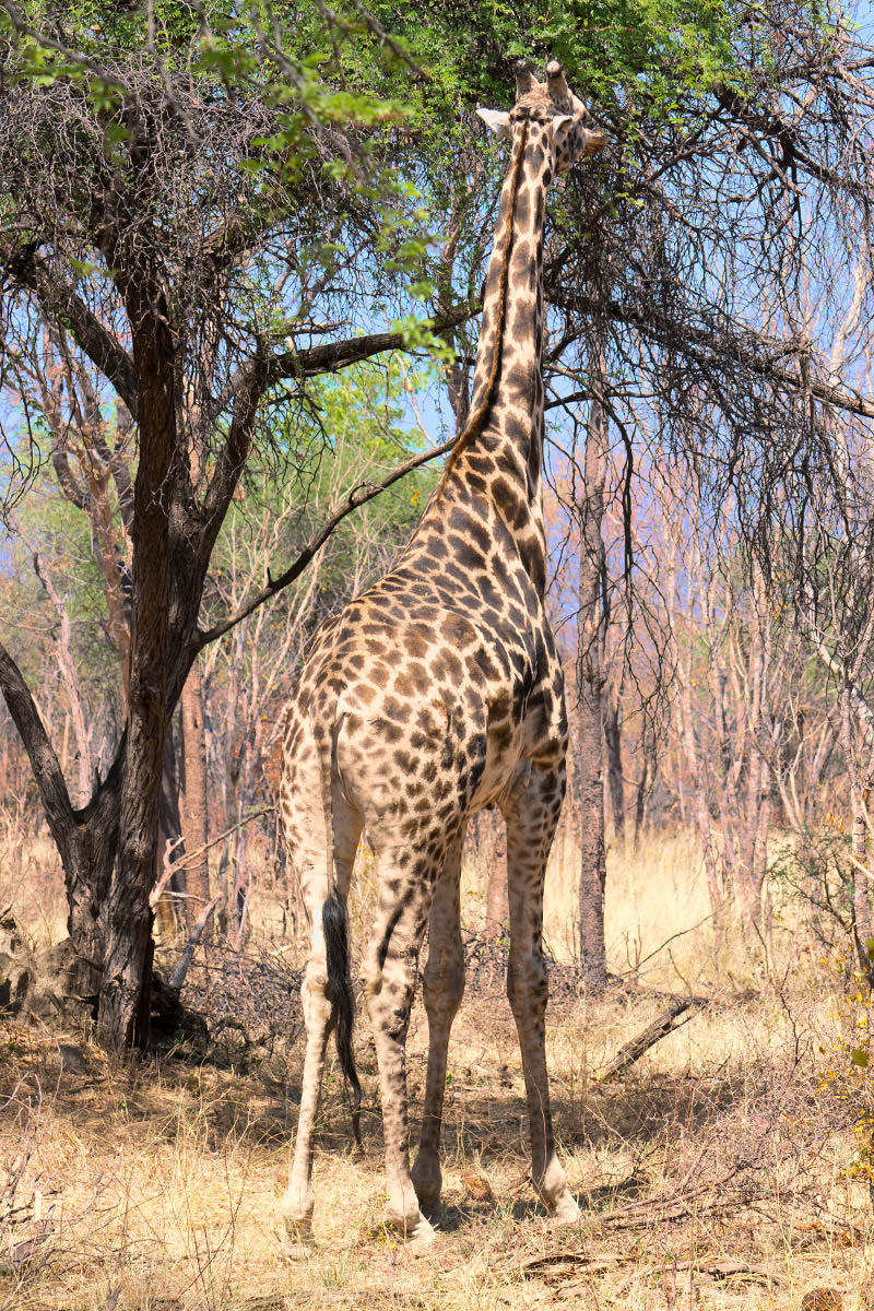 Hwange Giraffe