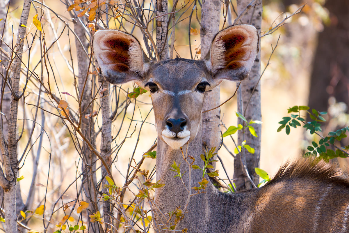 Hwange Giraffe