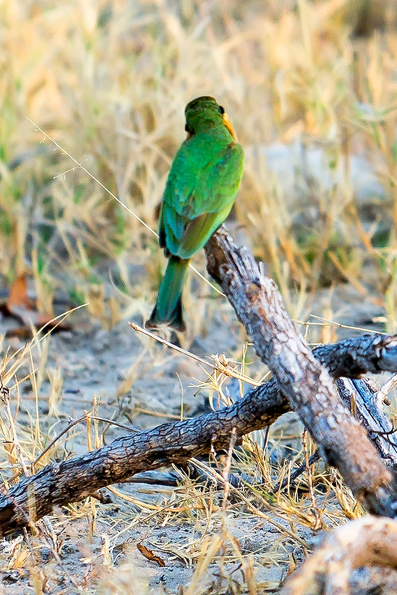 Hwange Bird