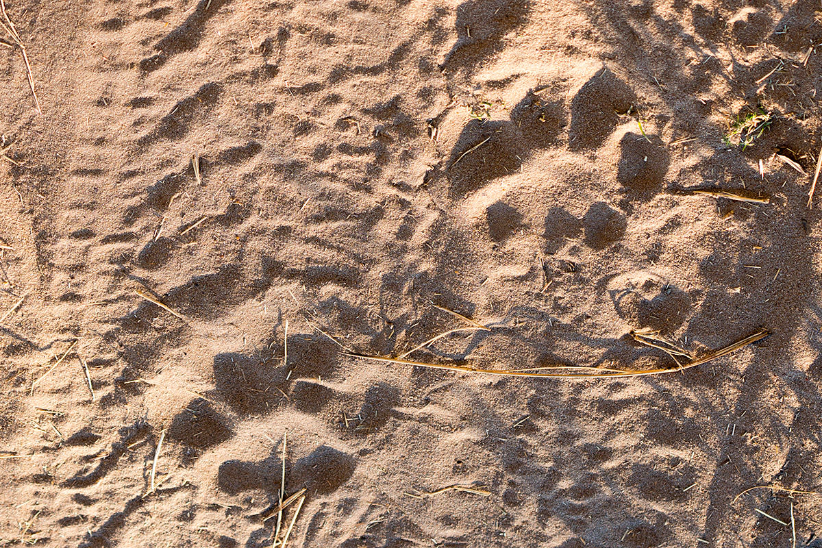 Hwange Lion Tracks