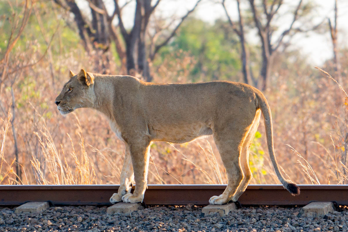 Hwange Lioness