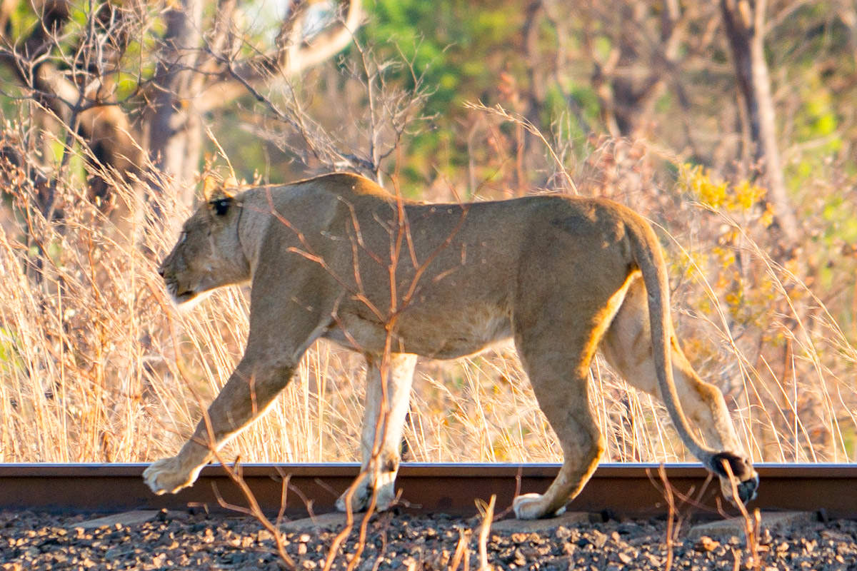 Hwange Lioness