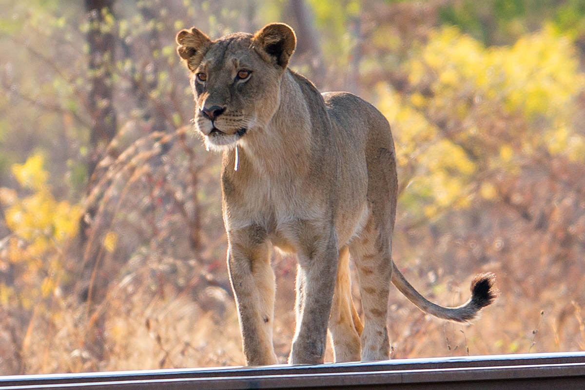 Hwange Lioness