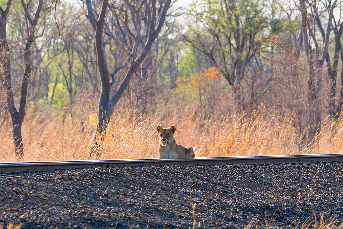 Hwange Lioness