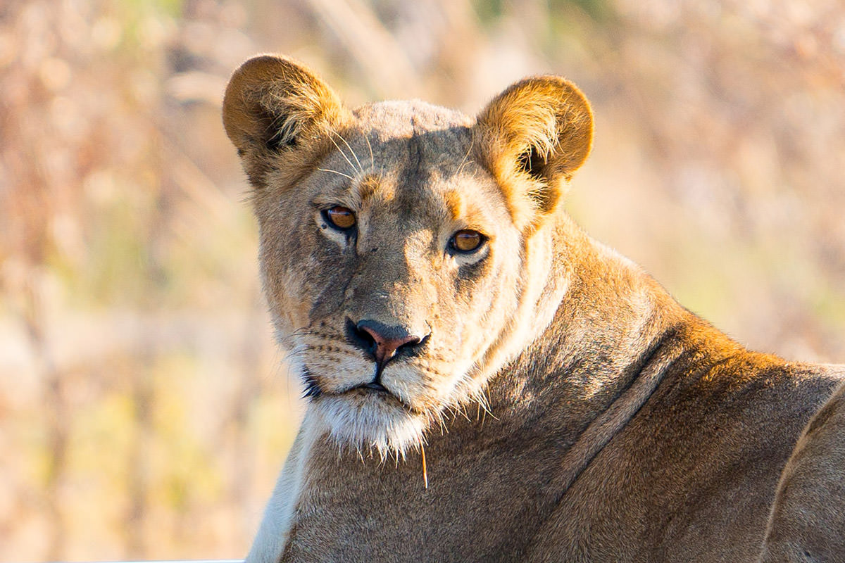 Hwange Lioness