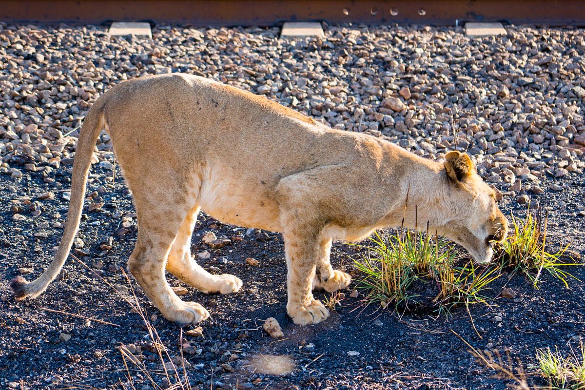 Hwange Lioness