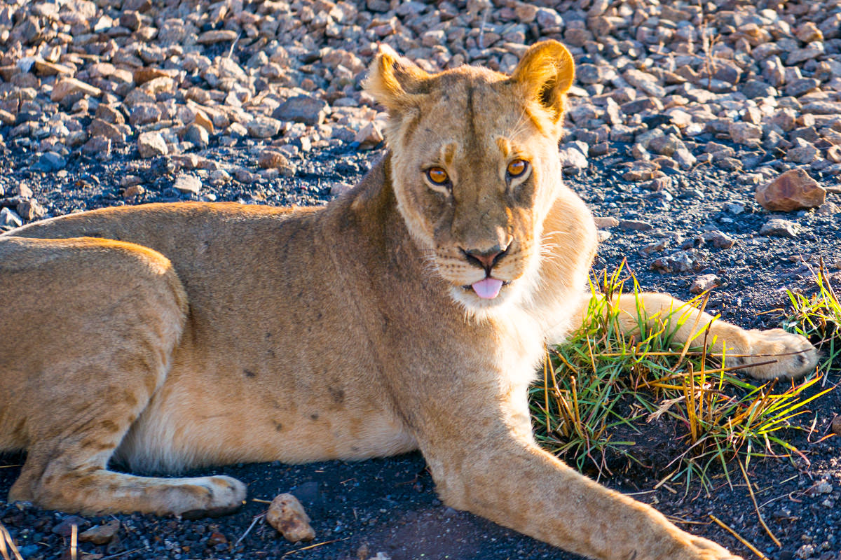 Hwange Lioness