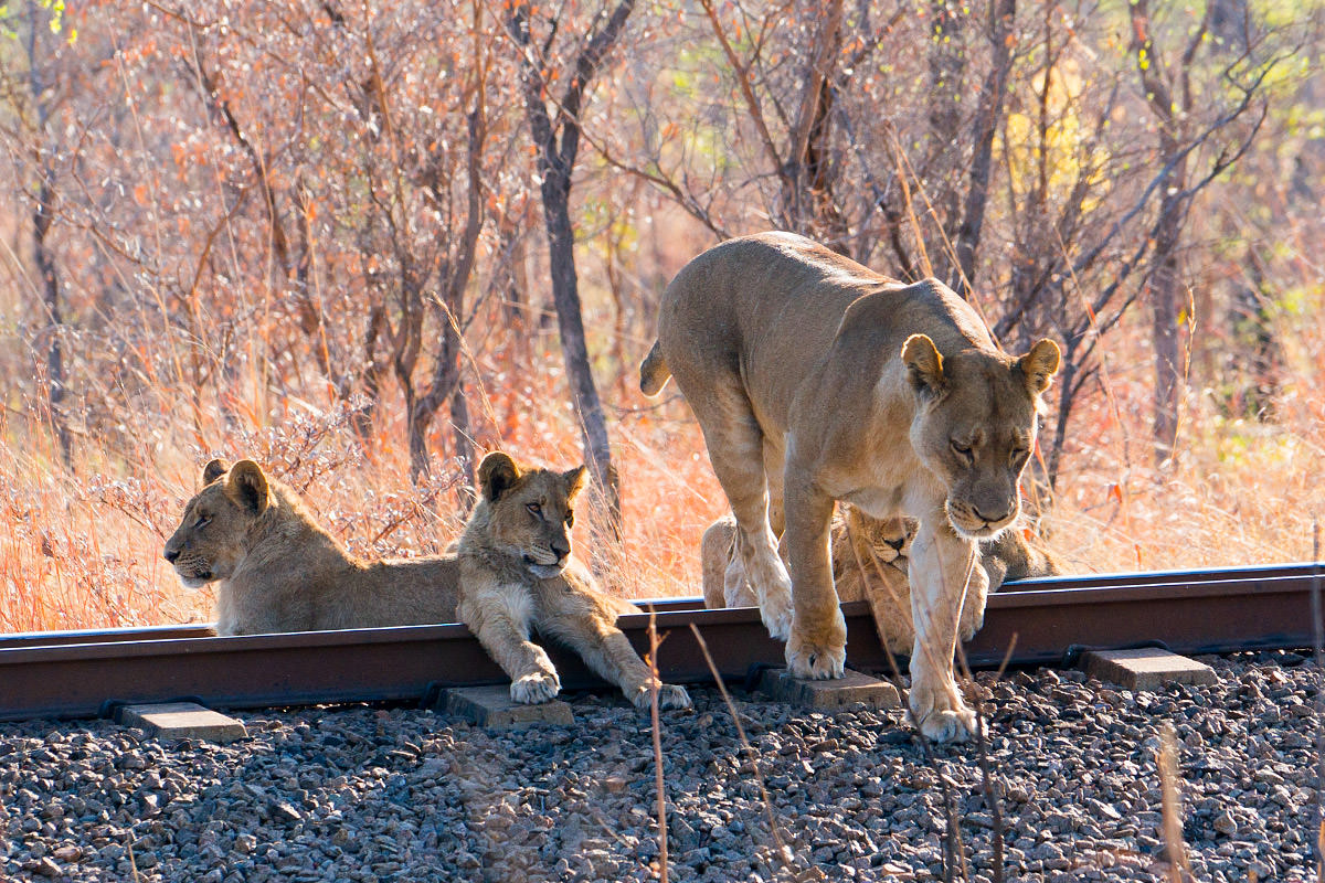 Hwange Lion Cubs