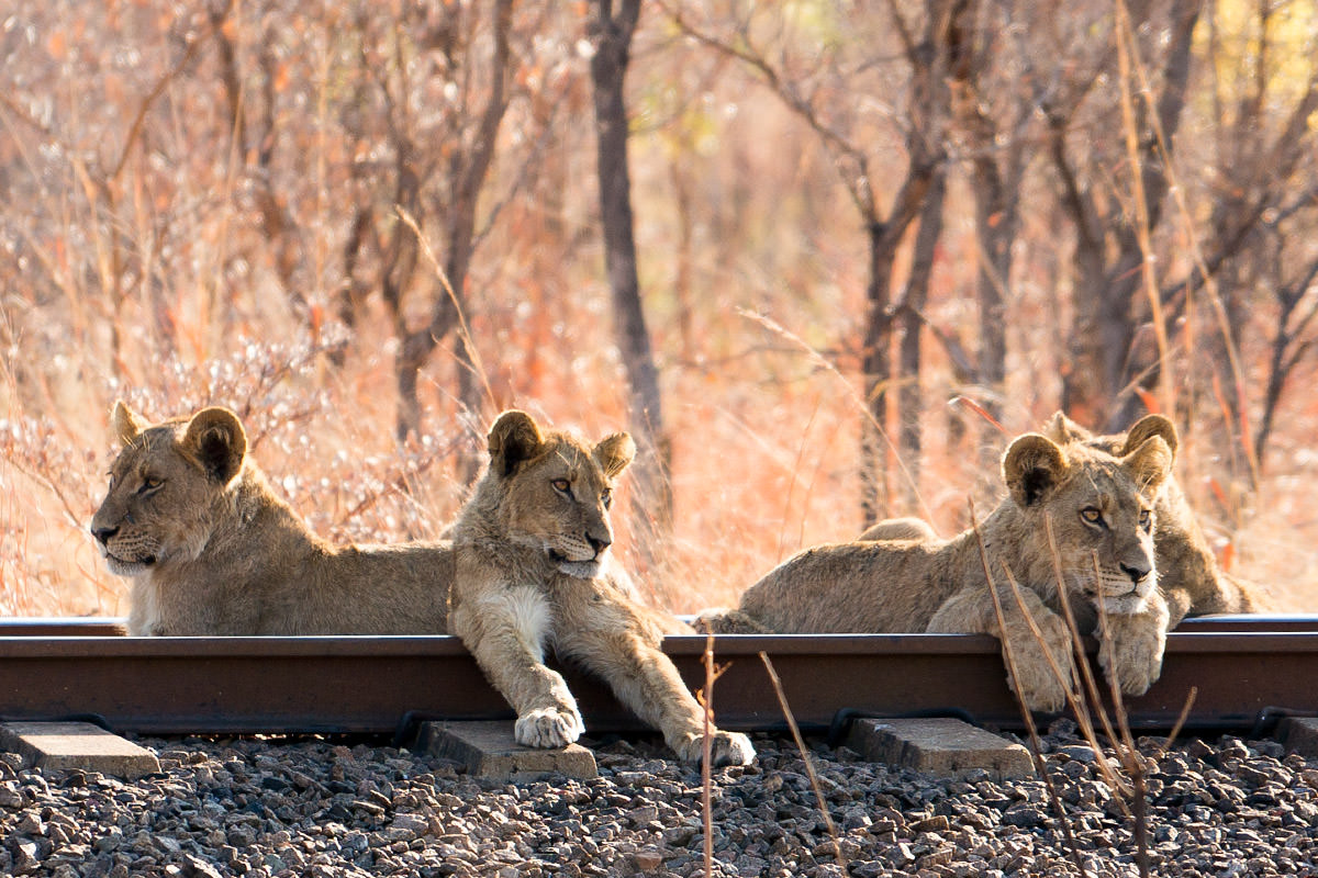 Hwange Lion Cubs