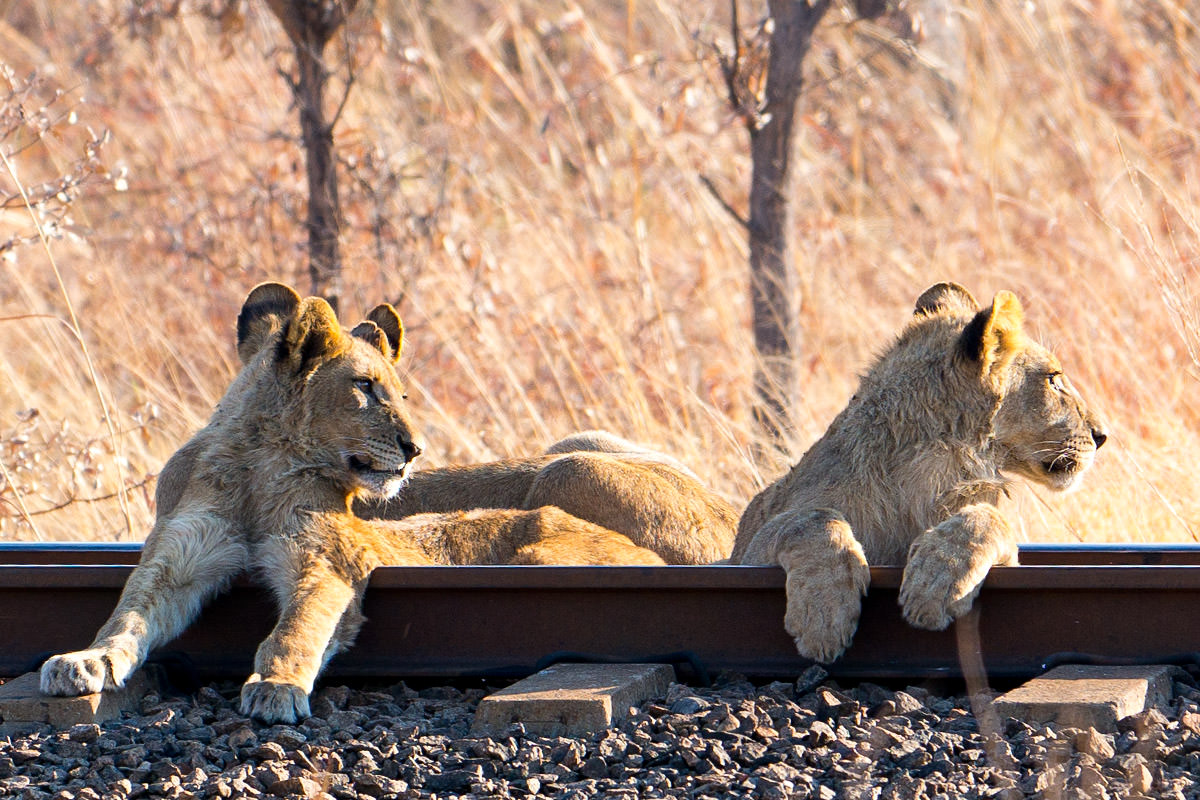 Hwange Lion Cubs