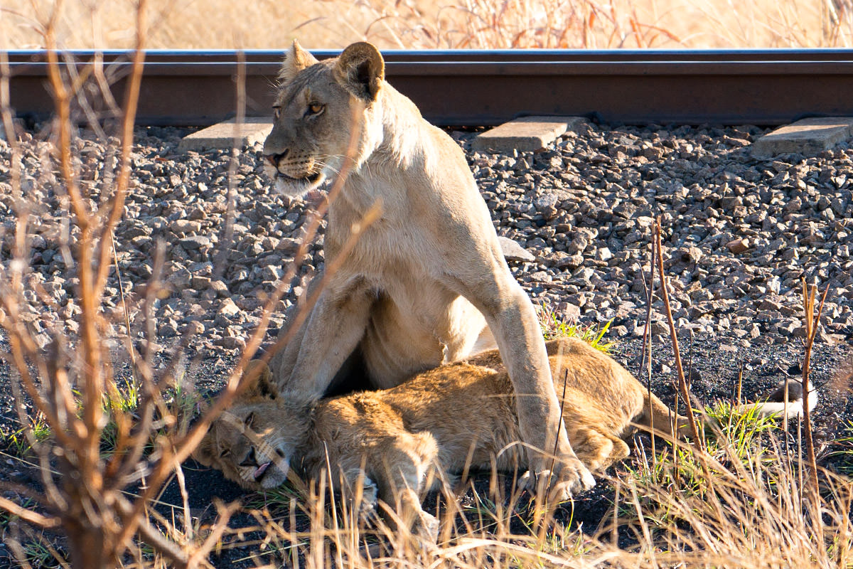 Hwange Lion Cub Bath