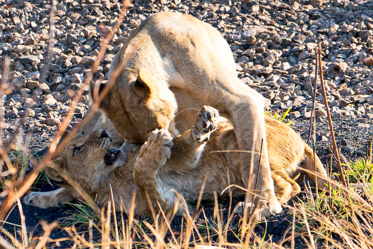 Hwange Lion Cub Bath