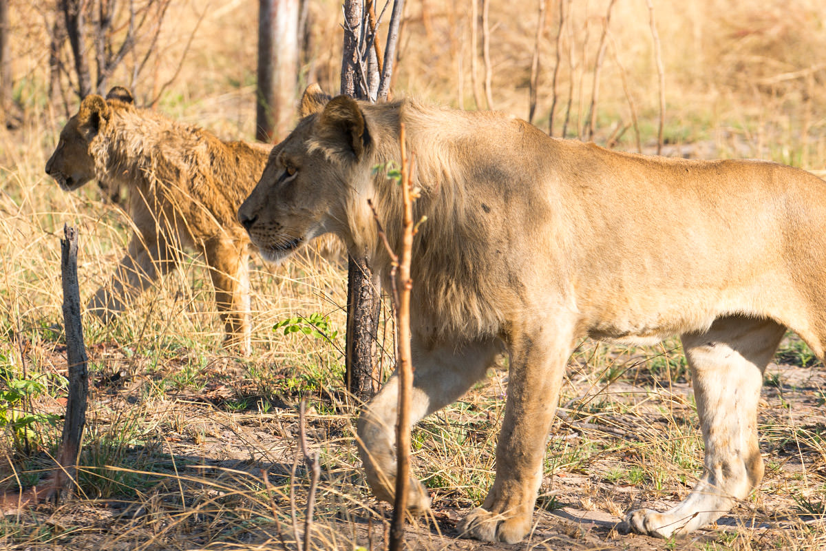 Hwange Lions