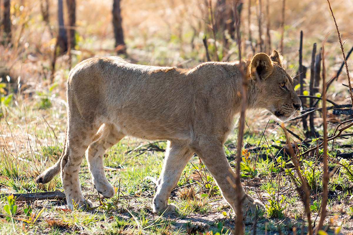 Hwange Lions