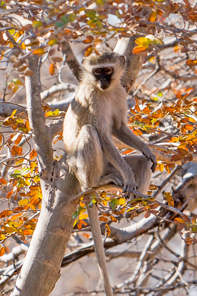 Hwange Monkey