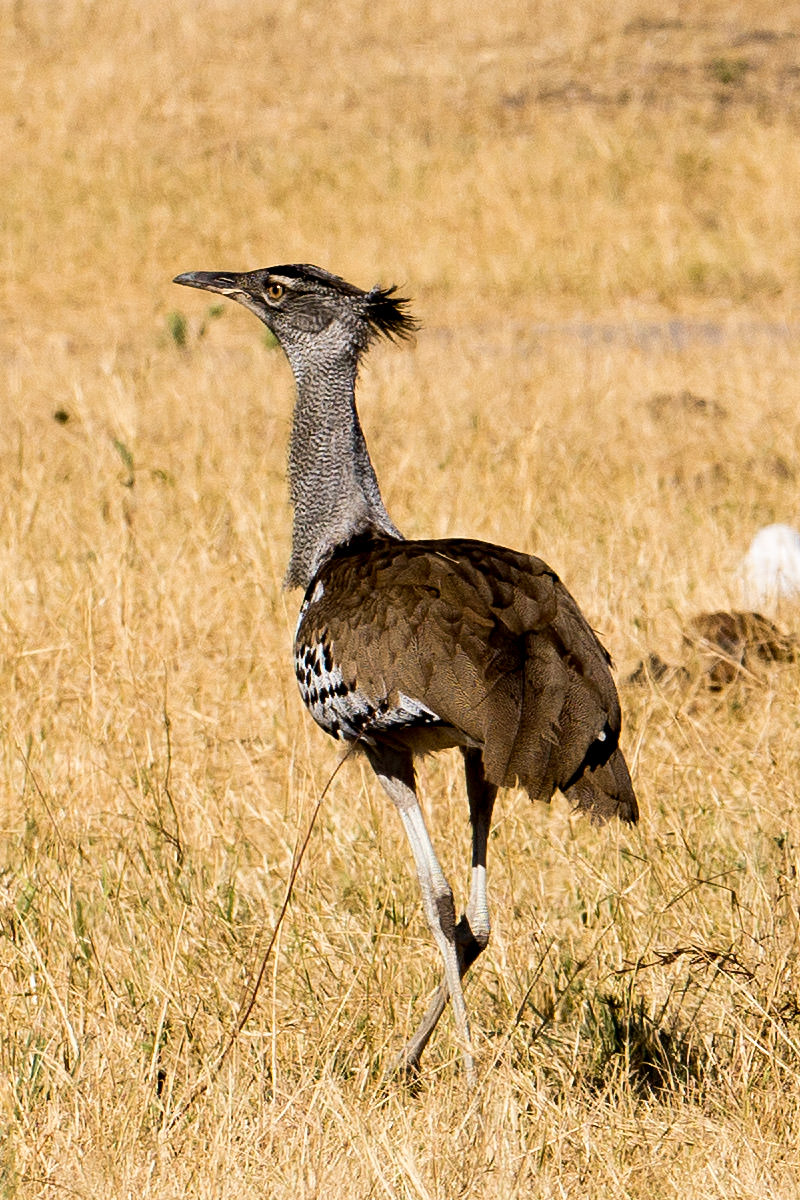 Hwange Kori Bustard